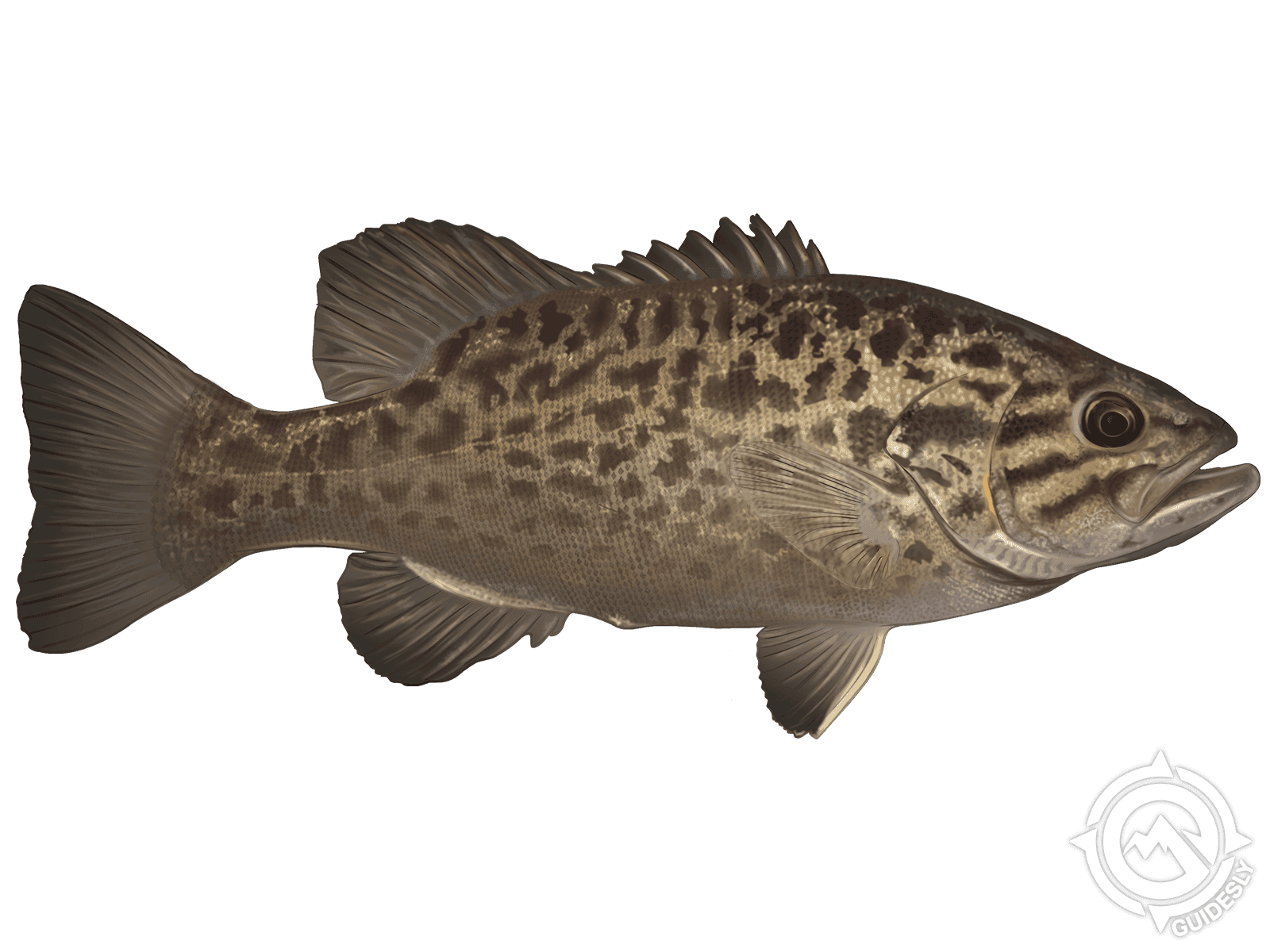 Smallmouth Bass